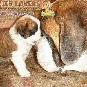 Meet your Posher, Patty